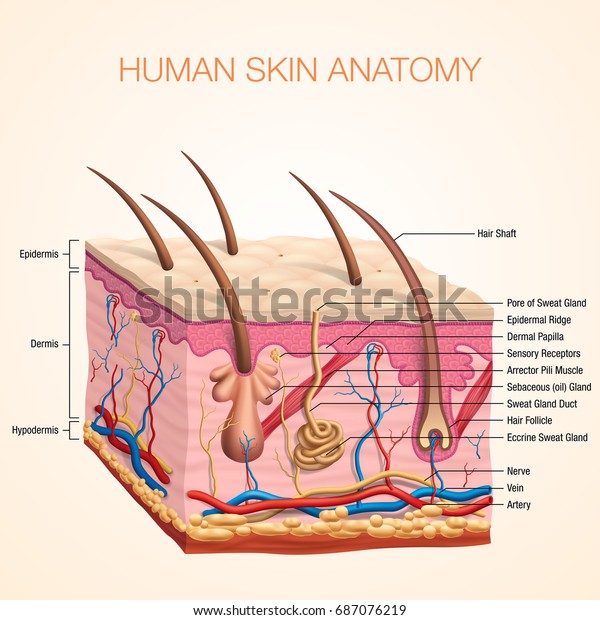 Human Body Skin Anatomy Vector Illustration Stock Vector (Royalty Free ...