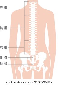 Human body spinal column illustration (spine)

Described as cervical spine, thoracic spine, lumbar spine, sacrum, and coccyx in Japanese

