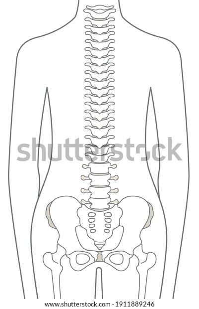 人体脊柱イラスト 脊椎 のベクター画像素材 ロイヤリティフリー