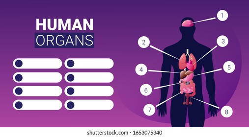 human body structure infographic poster with male internal organs icons anatomy system board portrait horizontal vector illustration