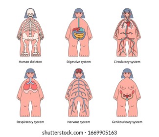 Human body structure infographics set - woman anatomy detailed. Cute flat girl and her anatomical systems. Medical education for children. Isolated internal organs on white background, kids friendly