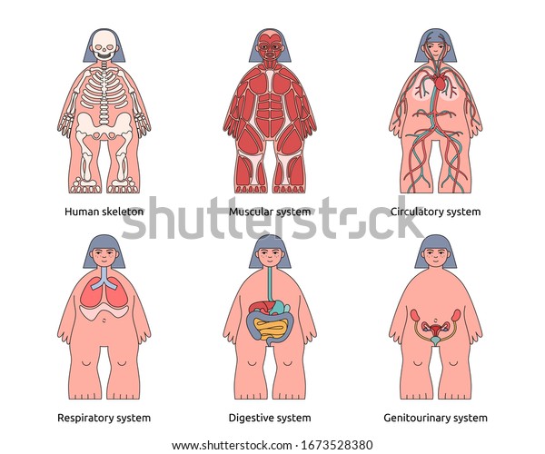 人体構造インフォグラフィックセット 女性の解剖学の詳細 かわいい女の子と解剖学のシステム 子ども向けの医療教育 白い背景に分離型の内臓 子どもに優しい のベクター画像素材 ロイヤリティフリー