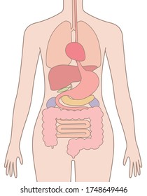 
Human body (structure of internal organs) digestive system

Female body