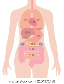 Cuerpo humano (estructura de órganos internos) sistema digestivo

En japonés, "pulmón", "hígado", "vesícula biliar", "riñón", "intestino delgado", "intestino grueso", "estómago", "corazón"
es lo que se lee