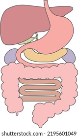 Human body (structure of internal organs) digestive system