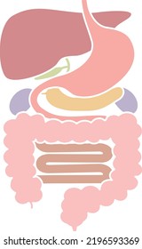 Cuerpo humano (estructura de órganos internos) sistema digestivo