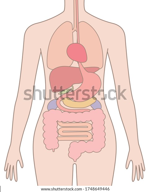 Human Body Structure Internal Organs Digestive Stock Vector Royalty Free 1748649446