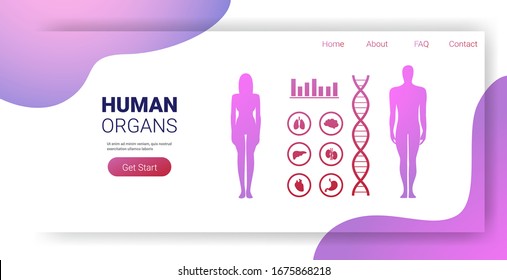 human body structure medical infographic poster with female male internal organs anatomy system board full length horizontal vector illustration
