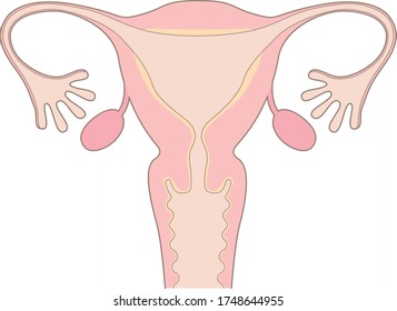 Cuerpo humano (estructura del útero)