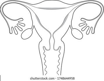 Human body (structure of uterus)