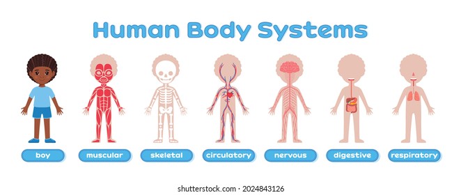 Human Body System and Afro Black Boy. Muscular, Skeletal, Circulatory, Nervous, Digestive, Respiratory Systems in Cartoon style. Poster for Children, for Print. Study of Anatomy, Biology. Vector.