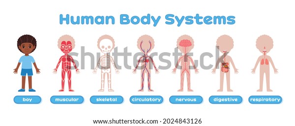 Human Body System Afro Black Boy Stock Vector (Royalty Free) 2024843126 ...