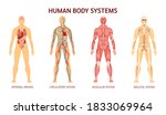 Human body system. Human body skeleton, muscular system, system of blood vessels with arteries, veins. Human body internal organs heart, liver, brain, kidneys, lungs, stomach spleen pancreas vector