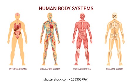 Human body system. Human body skeleton, muscular system, system of blood vessels with arteries, veins. Human body internal organs heart, liver, brain, kidneys, lungs, stomach spleen pancreas vector