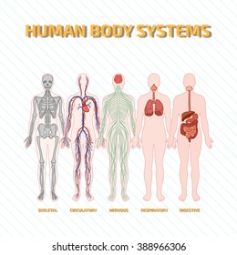 Human Body Systems