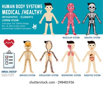 human body systems, annual checkup,anatomy body organ chart, muscular, skeletal, circulatory, nervous and digestive, vector flat icons design, health concept, infographic element, illustration