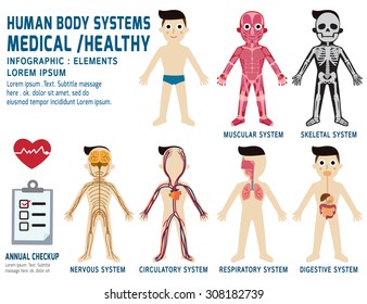 human body systems,
annual checkup,anatomy body organ chart,
muscular, skeletal, circulatory, nervous and digestive,
vector flat icons design, health concept,
infographic element, illustration