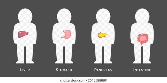 The human body systems cartoon illustration Set 2 of 3. Includes hepatobiliary , gastrointestinal or digestive system . Isolated transparent background . Vector .
