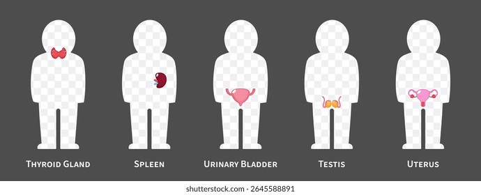 O corpo humano sistemas de desenho animado Conjunto 3 de 3. Inclui a glândula tireoide, baço, bexiga urinária, sistema reprodutor. Fundo transparente isolado . Vetor .