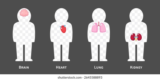 The human body systems cartoon illustration Set 1 of 3. Includes nervous, cardiovascular, respiratory and urinary system . Isolated transparent background . Vector .