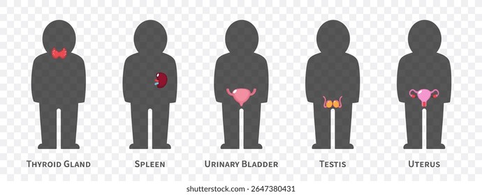 O corpo humano sistemas de desenho animado Conjunto 3 de 3. Inclui a glândula tireoide, baço, bexiga urinária, sistema reprodutor. Fundo transparente isolado . Vetor .