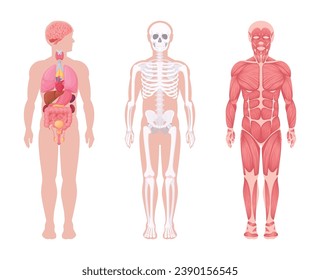 Human body systems. Cartoon internal organs, muscular and skeletal system. Human anatomy scheme flat vector illustration set. Medical anatomy infographic