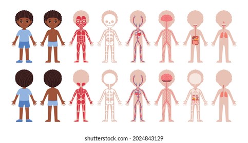 Human Body Systems and Cute Afro Black Boy. Muscular, Skeletal, Circulatory, Nervous, Digestive, Respiratory. Front Back View. Image for Biology, Anatomy Lesson for Children. White background. Vector