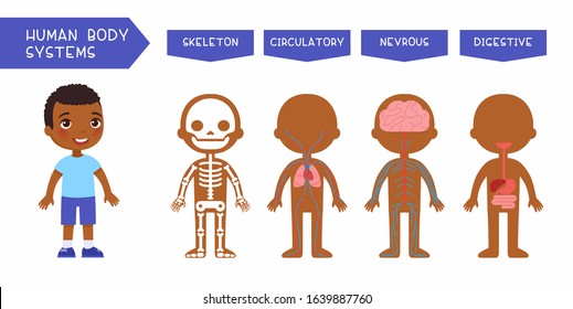 Human body systems educational kids banner flat vector template. Illustrated cute anatomy, internal organs structure for children. Cartoon skeleton, circulatory, nervous, digestive systems