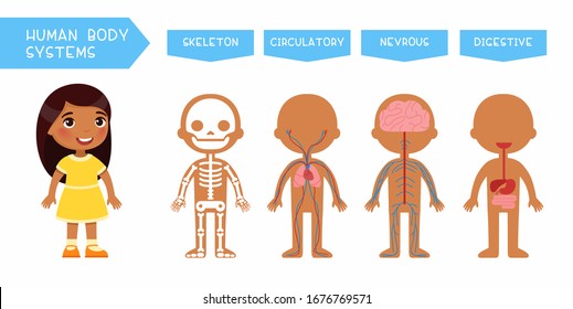 Human body systems educational kids banner flat vector template. Illustrated cute anatomy, internal organs structure for children. Cartoon skeleton, circulatory, nervous, digestive systems
