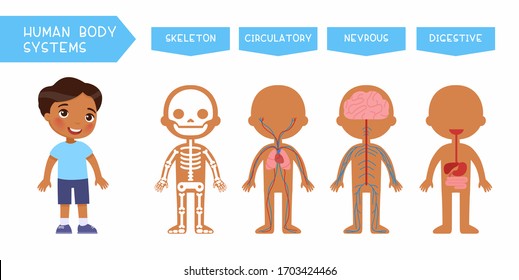 Human Body Systems Educational Kids Banner Flat Vector Template. Illustrated Cute Anatomy, Internal Organs Structure For Children. Cartoon Skeleton, Circulatory, Nervous, Digestive Systems