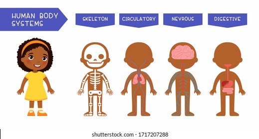 Human body systems educational kids banner flat vector template. Illustrated cute anatomy, internal organs structure for children. Cartoon skeleton, circulatory, nervous, digestive systems