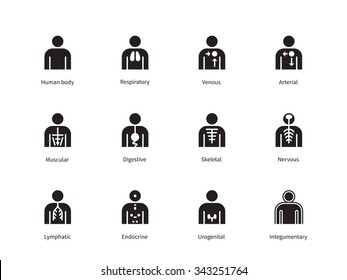 Human Body Systems Icons On White Background. Vector Illustration.