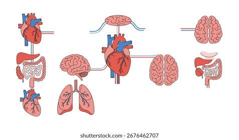 Human Body Systems Interconnection Diagram Illustrating Organ Network Flow