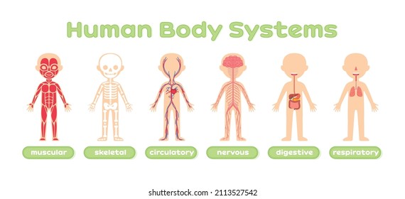 Human Body Systems. Muscular Nervous Circulatory Skeletal and Digestive systems. Template. Color Cartoon style. Set. Illustration for Anatomy and Biology Lesson. Education with Children. Vector.