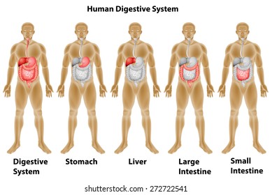 Human body systems on white