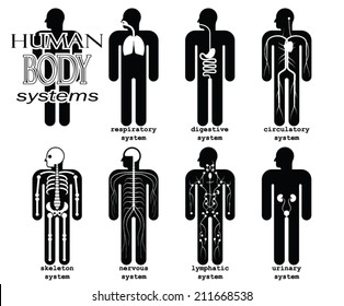 Human Body Systems/ Pictogram/ Vector Illustration Set