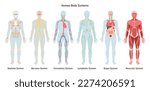 Human body systems set. Anatomical educational banner. Cardiovascular, lymphatic, nervous, skeletal, muscular system and organs. Flat vector illustration
