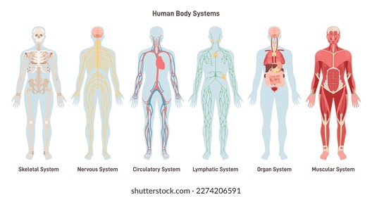 Human body systems set. Anatomical educational banner. Cardiovascular, lymphatic, nervous, skeletal, muscular system and organs. Flat vector illustration