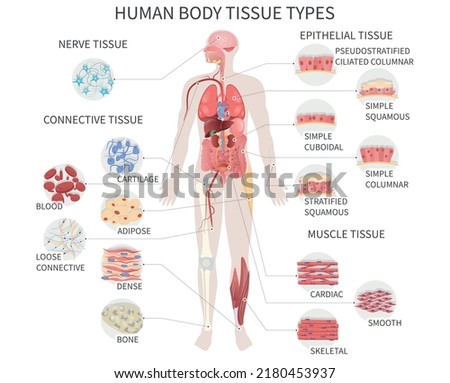 Human body tissue types. Medical vector illustration.
