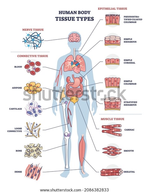Human body tissue types with nerve,\
connective, muscle and epithelial outline diagram. Labeled\
educational anatomical structure with microbiology elements vector\
illustration. Healthy organ\
collection
