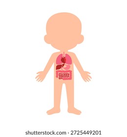 Cuerpo humano con órganos internos visibles corazón pulmones estómago hígado e intestinos ilustración