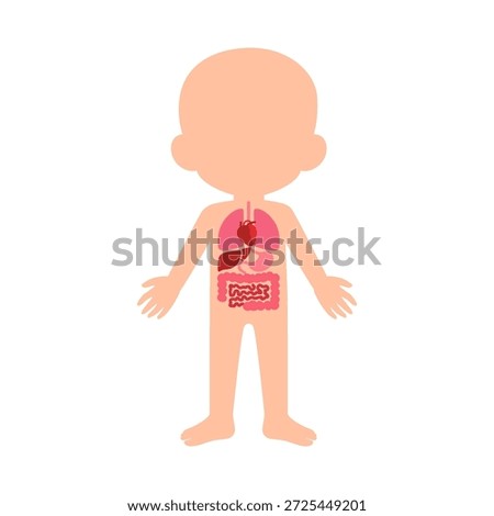 Human body with visible internal organs heart lungs stomach liver and intestines illustration