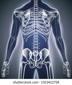 Human body x-ray bone anatomy joints Vector illustration for advertising of medical and health products.