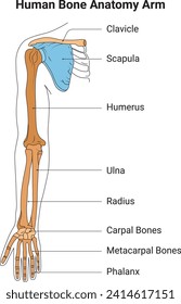 Human Bone Anatomy Arm Science Design Vector Illustration