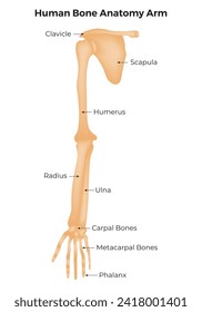 Human Bone Anatomy Arm Science Design Vector Illustration