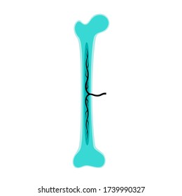 Anatomía ósea humana. Diagrama de estructura ósea larga. Parte del sistema óseo. Ilustración vectorial de afiches médicos, educativos, científicos.