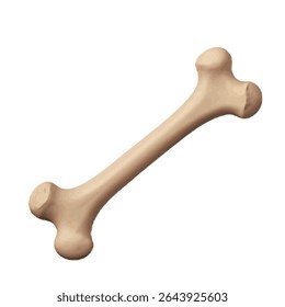 Human Bone Anatomy: Tracing Origins of the Human Form - Scientific Study