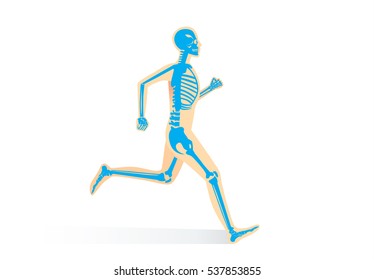 Human Bone Anatomy while run on isolated. Illustration about human physical and sport.
