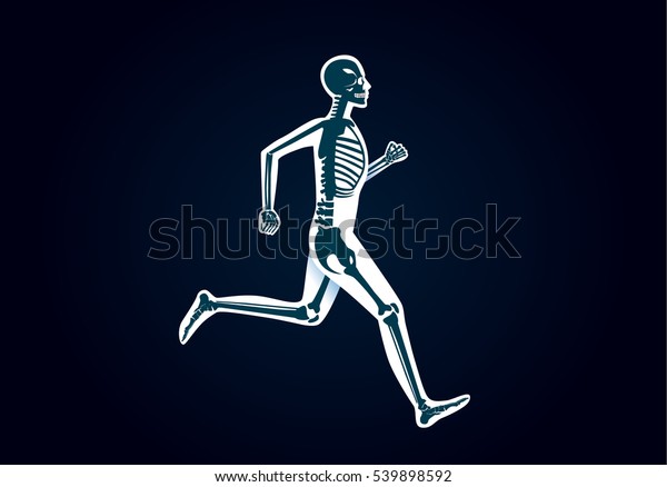 人間の骨の解剖学 人間の体とスポーツに関するイラスト のベクター画像素材 ロイヤリティフリー