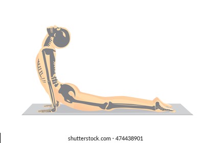 Human bone anatomy while Yoga workout in cobra posture. This illustration about medical and sport.